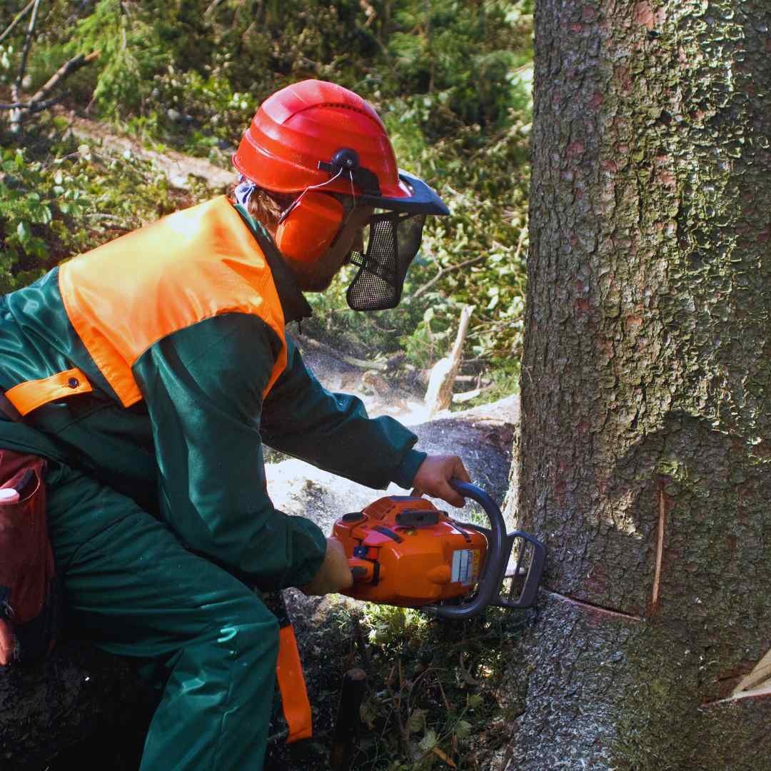Root Branch N All Tree Removal Service in action.
