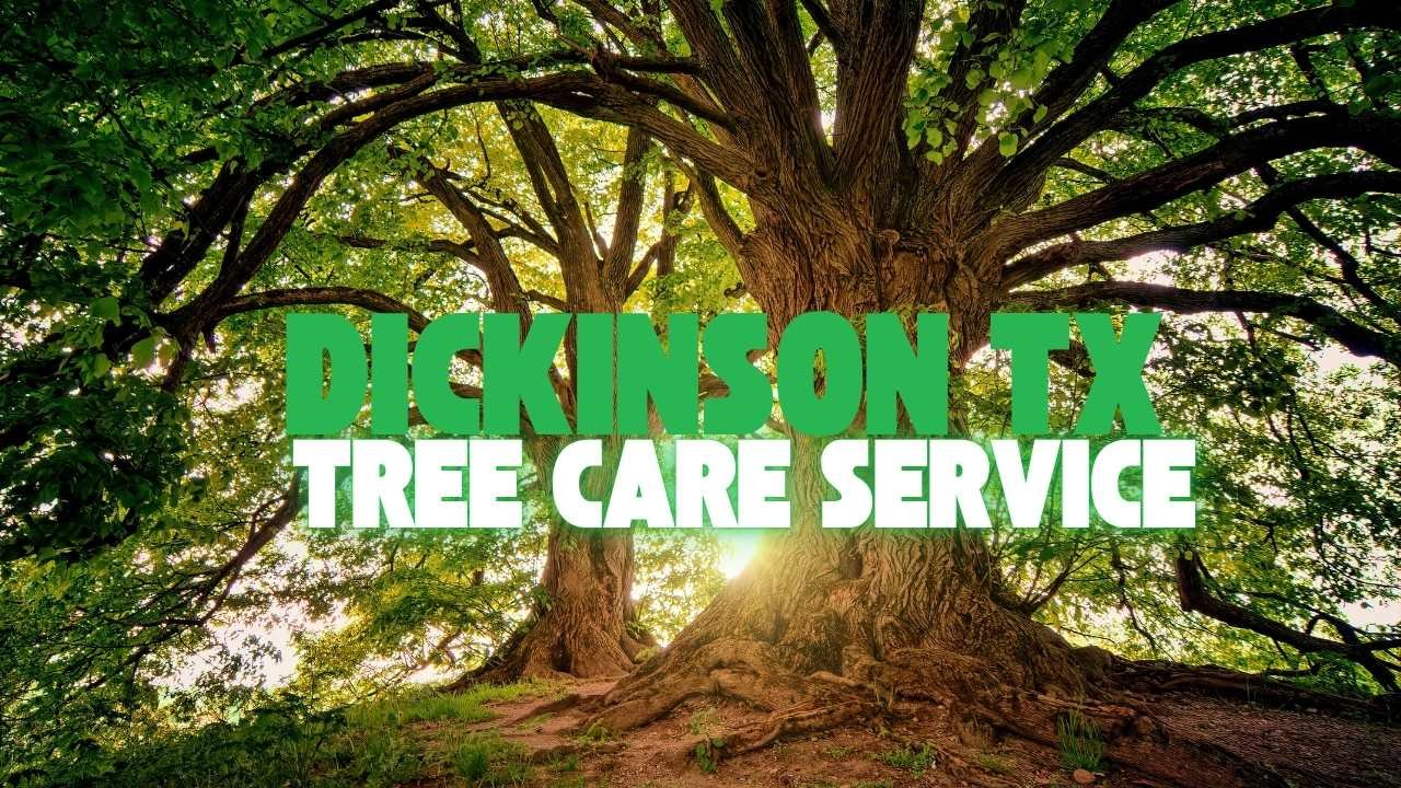Image of two beautiful spreading oak trees in Dickinson TX, by root branch and all tree care service