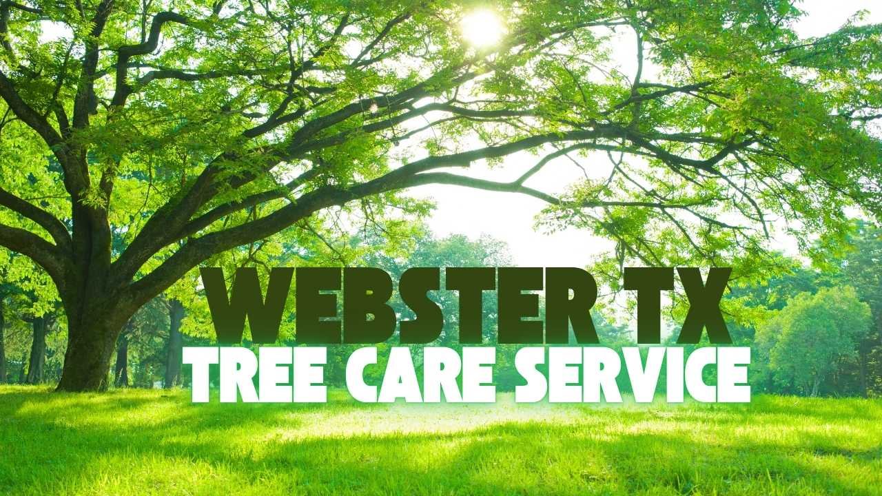 Beautiful spreading oak tree Webster TX for root branch and all tree care service